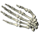 AAA animated hand.gif (27831 bytes)